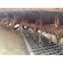 YANMAR トラクター FX235D