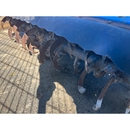 ISEKI トラクター TA295F