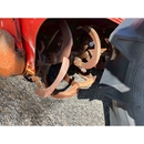 YANMAR トラクター F20D