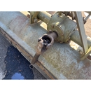 YANMAR トラクター YM2000S