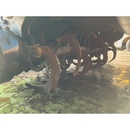 ISEKI トラクター TF223F